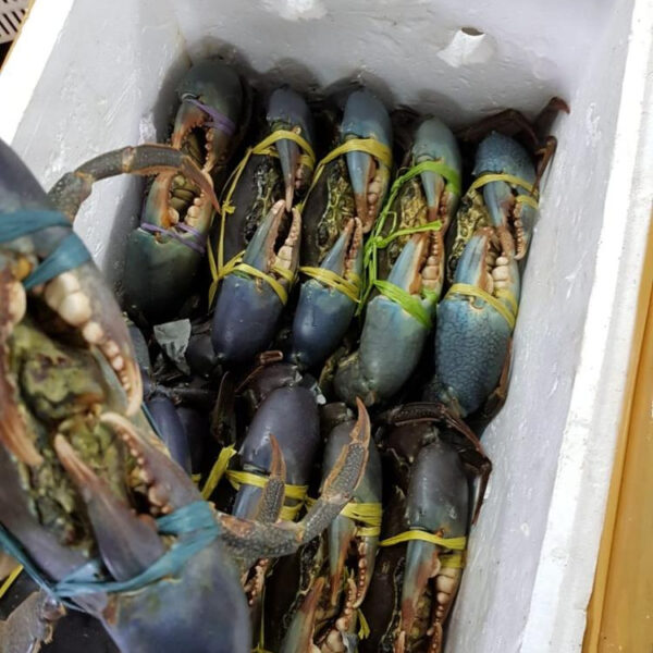 Mud / Blue / King Crabs