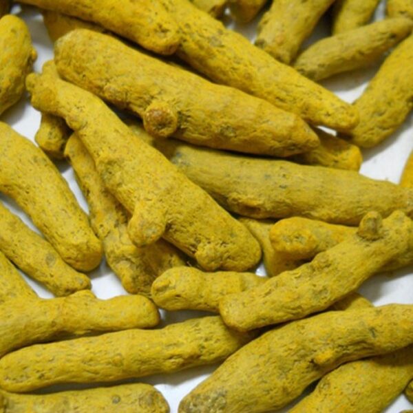 Turmeric