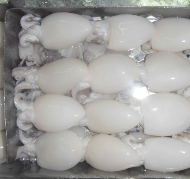 FROZEN-WHOLE-CLEANED-CUTTLEFISH-FROM-SOUTH-AFRICA Frozen Cuttlefish - Image 1