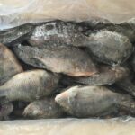 Frozen Tilapia Fish - Image 2