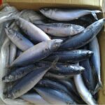 Frozen Mackerel Fish - Image 2
