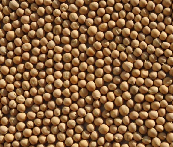 Pigeon Peas