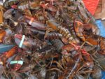 Live / Frozen Lobster - Image 2