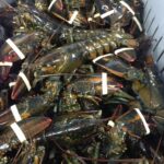 Live / Frozen Lobster