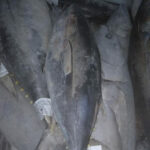 Fresh Frozen Tuna - Image 3