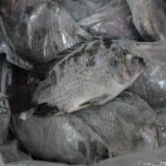 Frozen Tilapia Fish